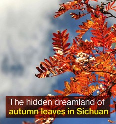 The hidden dreamland of autumn leaves in Sichuan